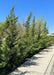 Fairview juniper planted along a sidewalk.