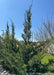 Fairview juniper planted along a sidewalk.