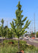 A newly planted Princeton Sentry Ginkgo with green leaves in a street island.