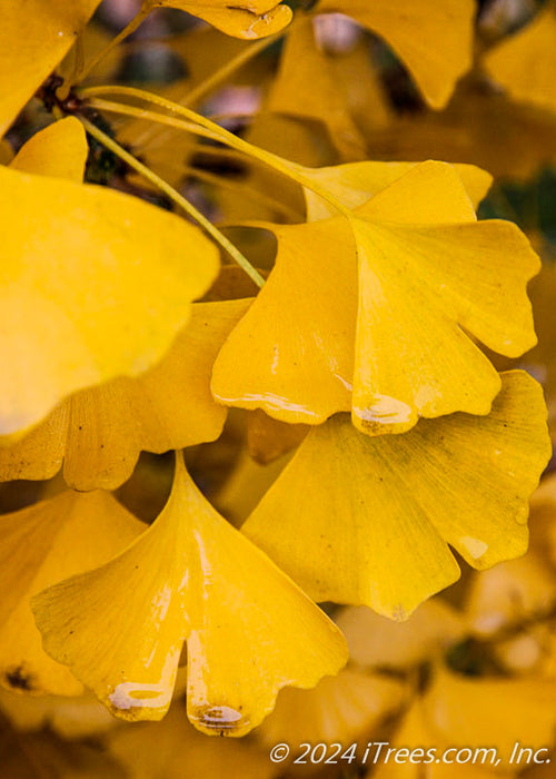 Closeup of golden-yellow fan-like leaves in fall.