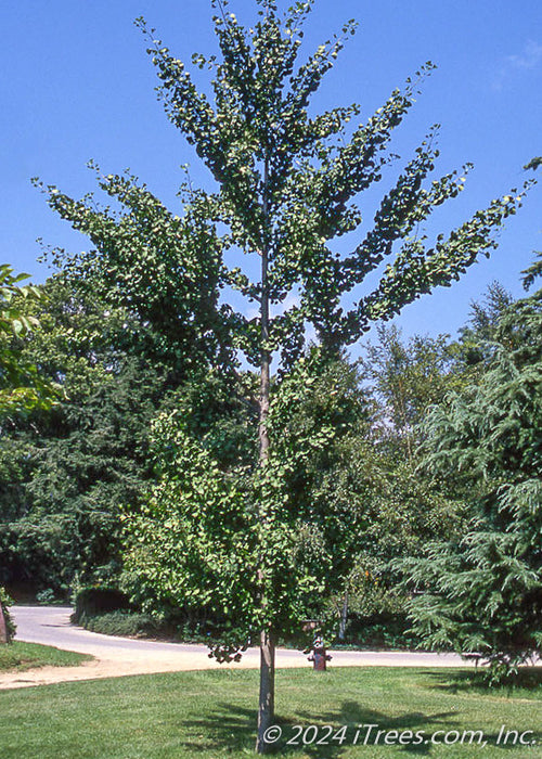 Autumn Gold Ginkgo grows near a street and driveway with upright spreading branches coated in green fan-like leaves. 