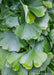 Closeup of medium green fan-like leaves with raindrops on them.