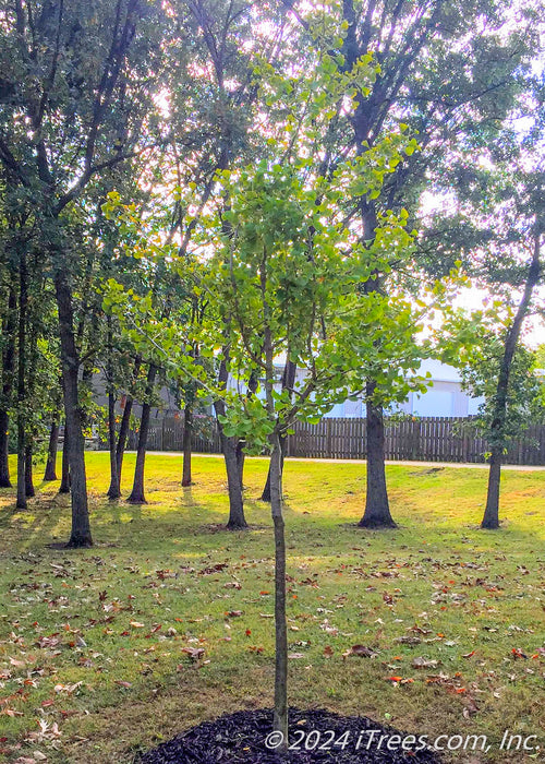 Windover Gold Ginkgo with green leaves newly planted at a local park.