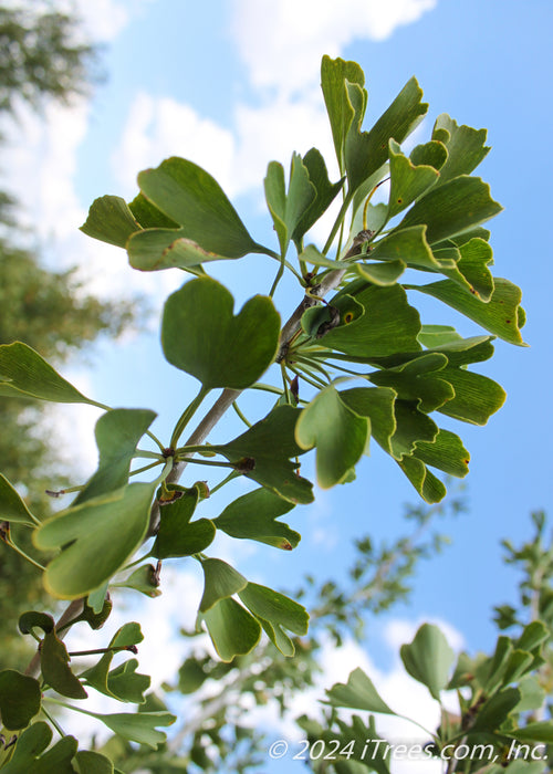 Closeup of green fan-like leaves.