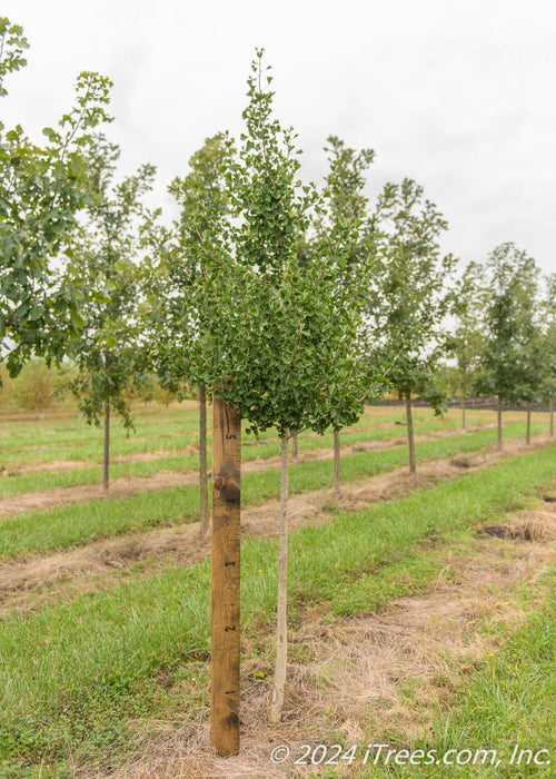 Windover Gold Ginkgo at the nursery with green leaves with a large ruler standing next to it to show its canopy height at 5 ft.