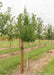 Windover Gold Ginkgo at the nursery with green leaves with a large ruler standing next to it to show its canopy height at 5 ft.