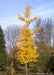 A maturing Princeton Sentry Ginkgo with golden yellow leaves.