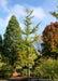 A maturing Princeton Sentry Ginkgo with an upright narrow form, and green leaves. 