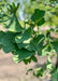 Closeup of dark green fan-like leaves in summertime.