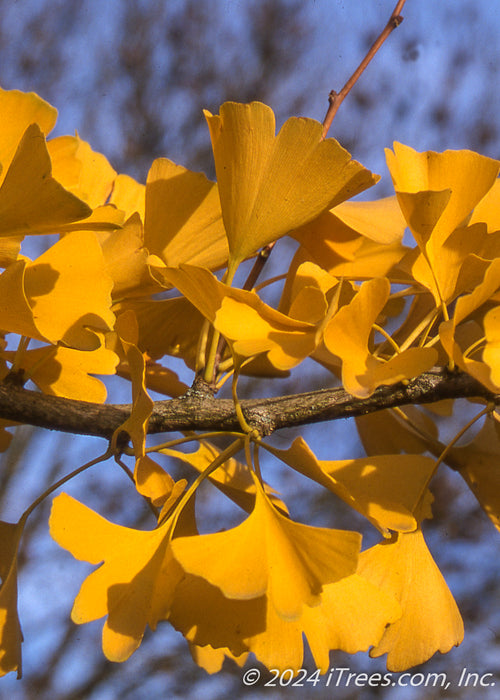 Closeup of bright golden-yellow leaves in fall.