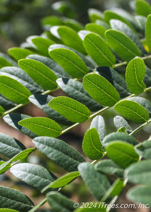 Closeup of small green leaves.