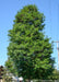 Street Keeper Honeylocust with an upright pyramidal form full of green leaves.