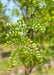 Closeup of small green leaves.