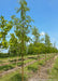 A row of Northern Sentinel Honeylocust with green leaves and smooth brown trunks grow in the nursery. 