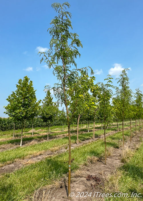 A row of Northern Sentinel Honeylocust with green leaves and smooth brown trunks grow in the nursery. 