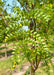 Closeup of small green leaves.