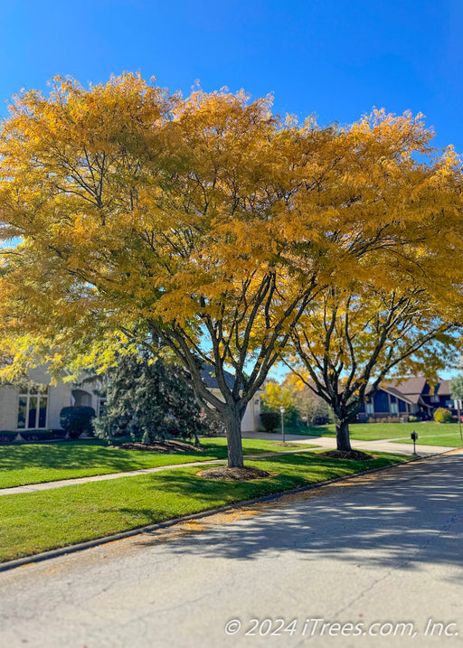 Two mature Skyline Honeylocust with bright yellow fall color planted on a residential parkway.