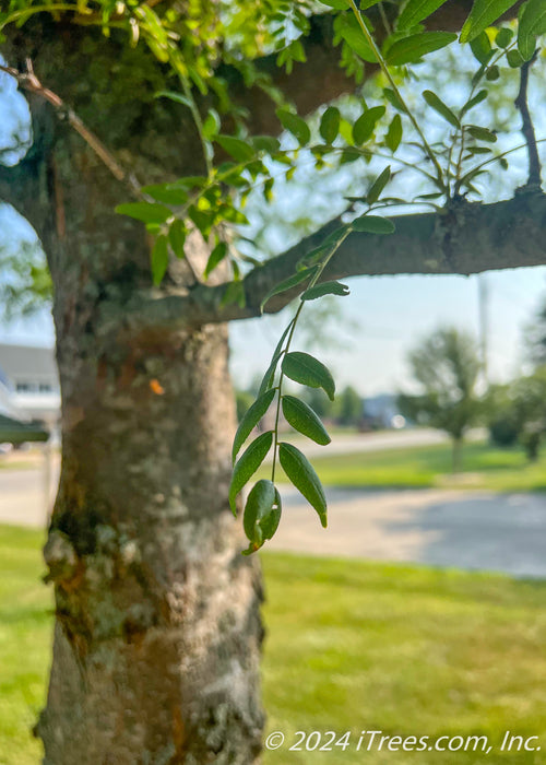 Closeup of green summer leaves and the tree trunk in the background blurred out.