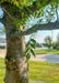 Closeup of green summer leaves and the tree trunk in the background blurred out.