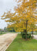 A row of Skyline Honeylocusts with yellow fall color planted in a center island of a subdivision.