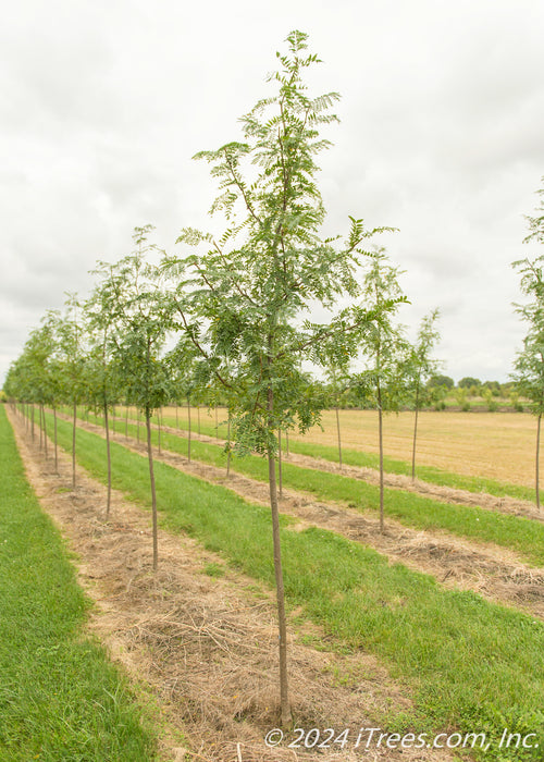 Skyline Honeylocust with green leaves growing in a nursery row.