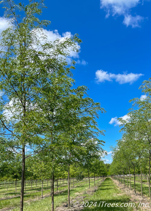 Closeup of a row of Skyline Honeylocusts growing at the nursery.