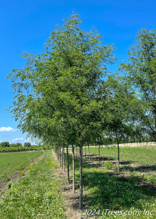 A row of Skyline Honeylocusts with green leaves growing at the nursery.