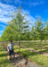 Skyline Honeylocust at the nursery with green leaves their head is under the lowest branch.