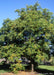 Mature Halka Honeylocust with green leaves.