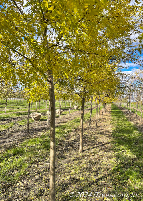 View of lower canopy of yellow leaves and row of Halka in the nursery.