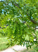 Closeup of green leaves.