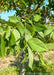 Closeup of green leaves.