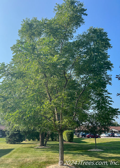 Espresso Kentucky Coffee Tree planted in a side yard for shade.