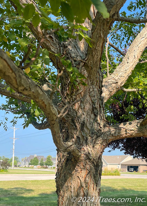 Closeup of rough rugged bark of a maturing Espresso Kentucky Coffee Tree.