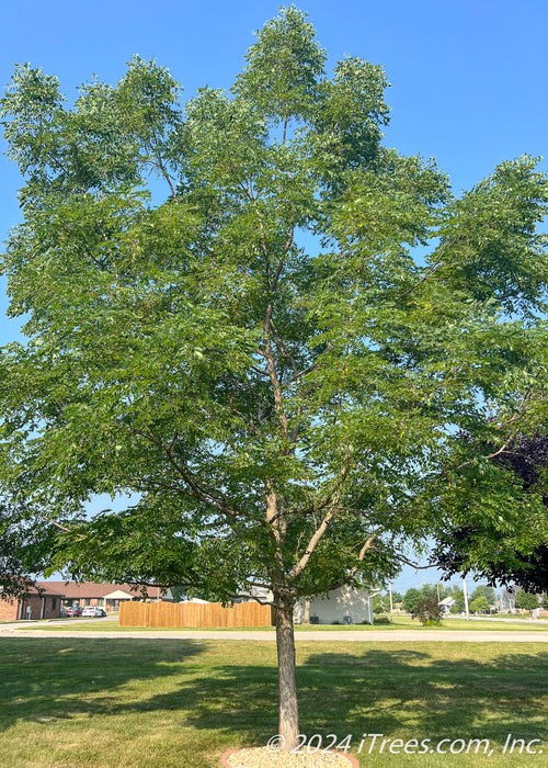 A maturing Espresso Kentucky Coffee tree grows in a side yard. 