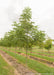 A row of Espresso Kentucky Coffee Tree with green leaves and smooth greyish bark.