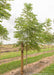 An Espresso Kentucky Coffee Tree with a large ruler standing next to it to show its canopy height measured at about 5 ft.