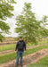 Espresso Kentucky Coffee Tree in the nursery with a person standing nearby  and their should is at the lowest branch.