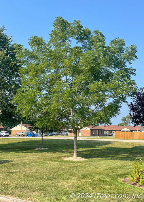 A maturing Espresso Kentucky Coffee tree grows in a side yard. 