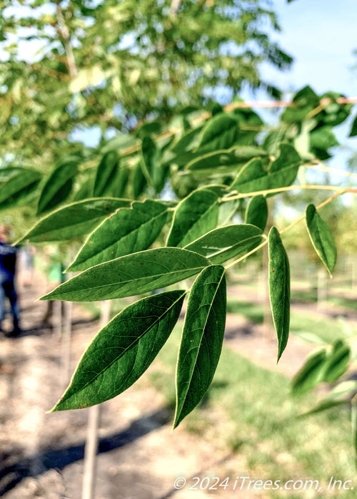 Closeup of small smooth green leaves.