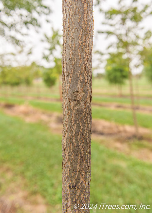 Closeup of a rough brown treen trunk.