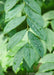 Closeup of small green leaves with raindrops on them.