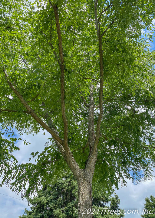 View looking up from the rough rugged trunk up to the tropical-like tree canopy of green leaves and blue cloudy skies.