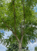 View looking up from the rough rugged trunk up to the tropical-like tree canopy of green leaves and blue cloudy skies.