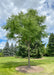 Newly planted Kentucky Coffee Tree with green leaves, planted in an open area of a yard with evergreens and a small wooden fence in the backgroud.