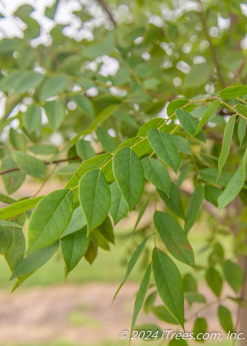 Closeup of dark green oval leaves.