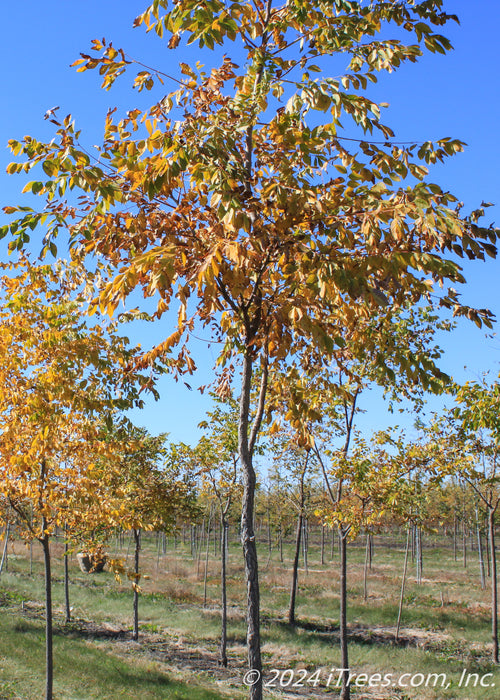 A Kentucky Coffee Tree in a nursery row in fall with golden yellow-orange leaves.