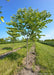 Skinny Latte Coffee Tree growing at the nursery with green leaves.