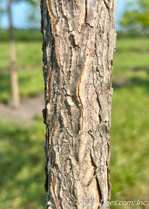 Closeup of rugged trunk.