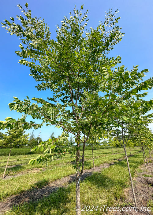 Skinny Latte Coffee Tree growing at the nursery with green leaves.